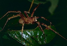 WanderingSpider