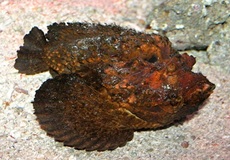 odranec