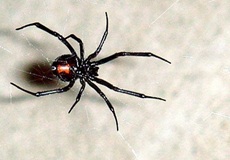 snovacka